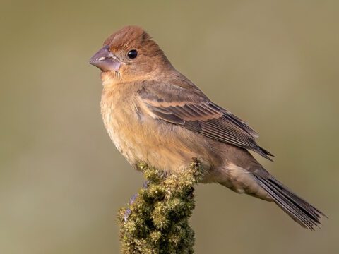 A brownish plumpish looking bird with a big conical bill.