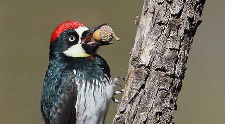 Acorn Woodpecker