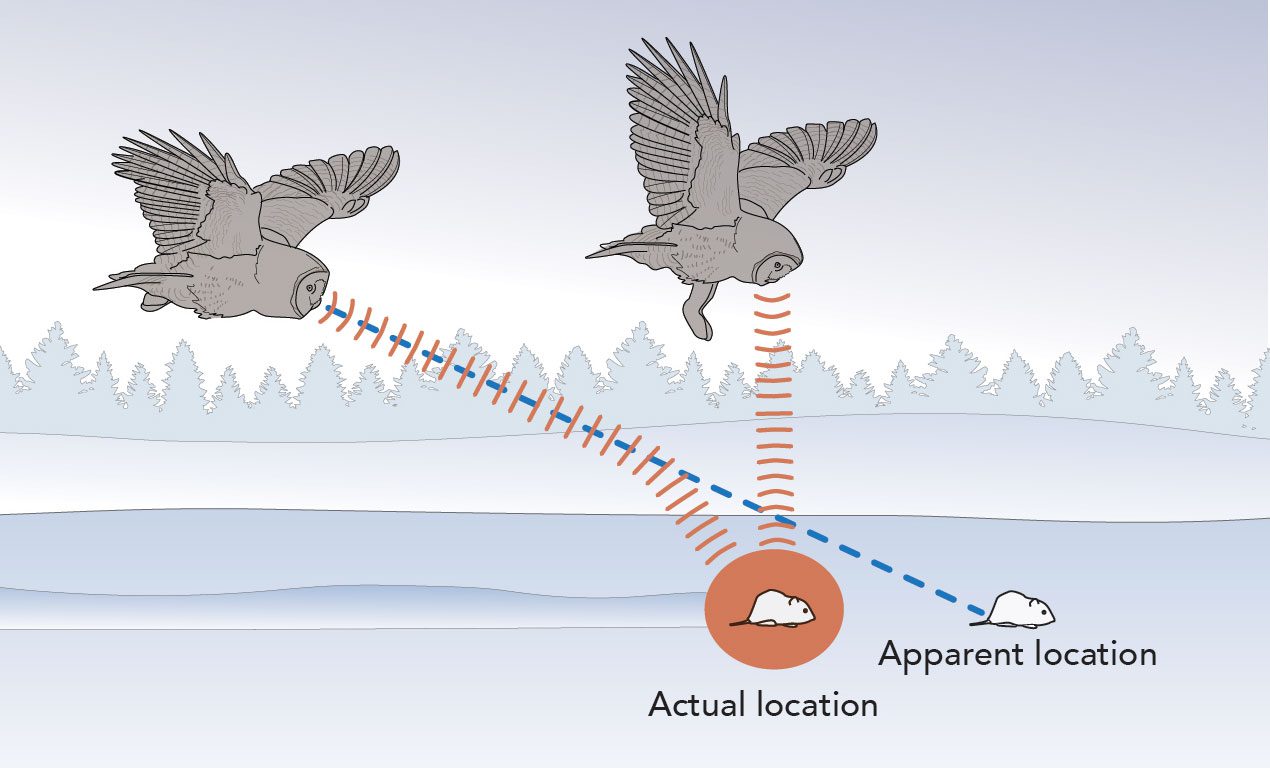 Graphic of how an owl hears prey under the snow.