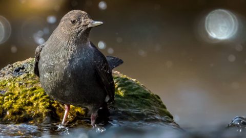 American Dipper by Photo by Ross Bartholomew.