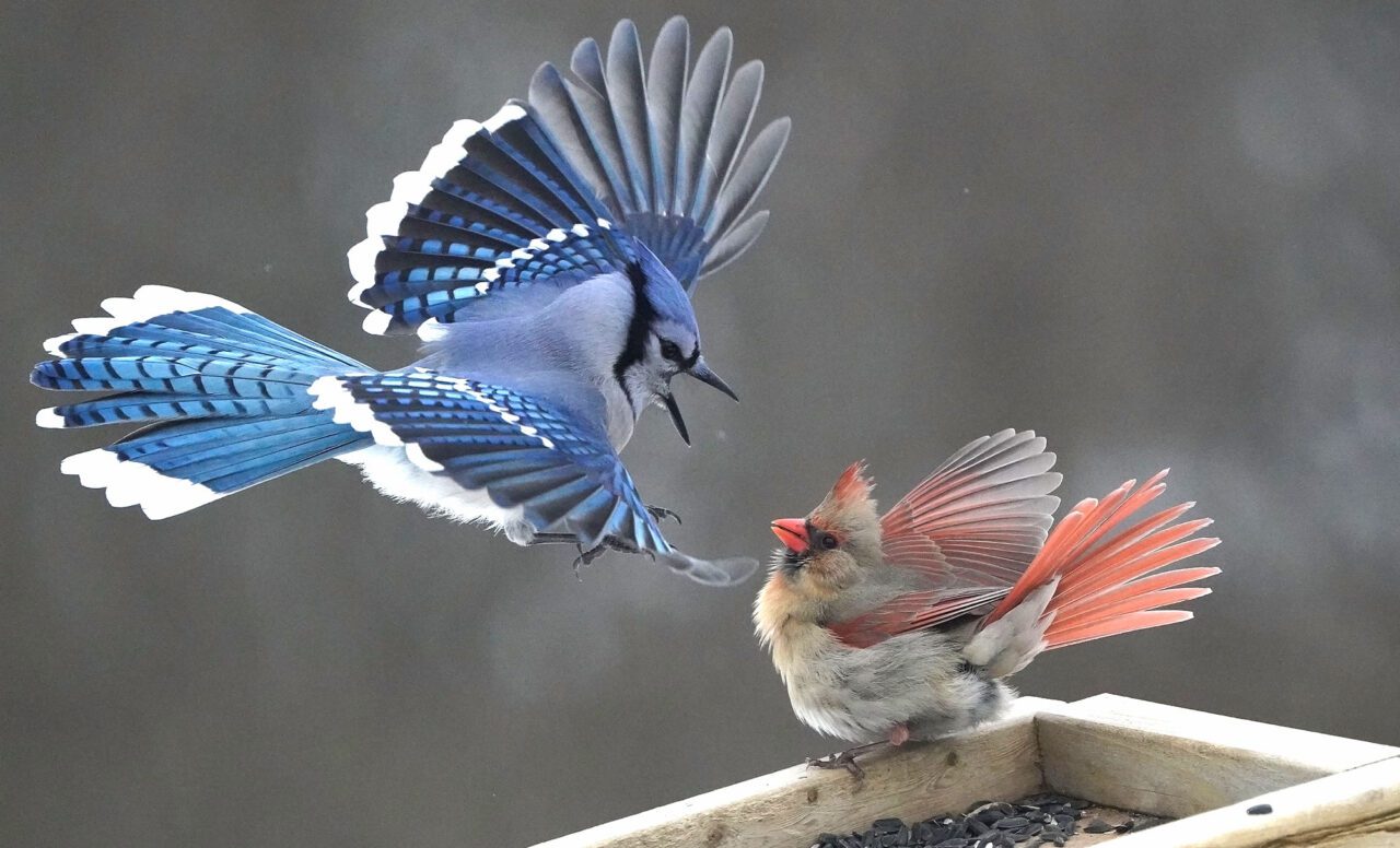 A blue bird flies towards a red and beige bird at a bird feeder and the red bird stands her ground.