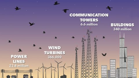 Bird mortality estimate sources: SR Loss, et al. (2012). Direct human-caused mortality of birds. Annual Review of Ecology, Evolution, and Systematics 46: 99-120. Wind turbine estimate—SR Loss, pers. comm. Migration elevation sources: waterfowl—Ducks Unlimited; raptors—P Kerlinger, et al. (1985). Flight behavior of raptors during spring migration in South Texas studied with radar and visual observations. Journal of Field Ornithology 56: 494-502. songbirds—KP Able. (1970). A radar study of the altitude of nocturnal passerine migration. Bird-Banding 41: 282-290. Graphic by Bartels Science Illustrator Megan Bishop