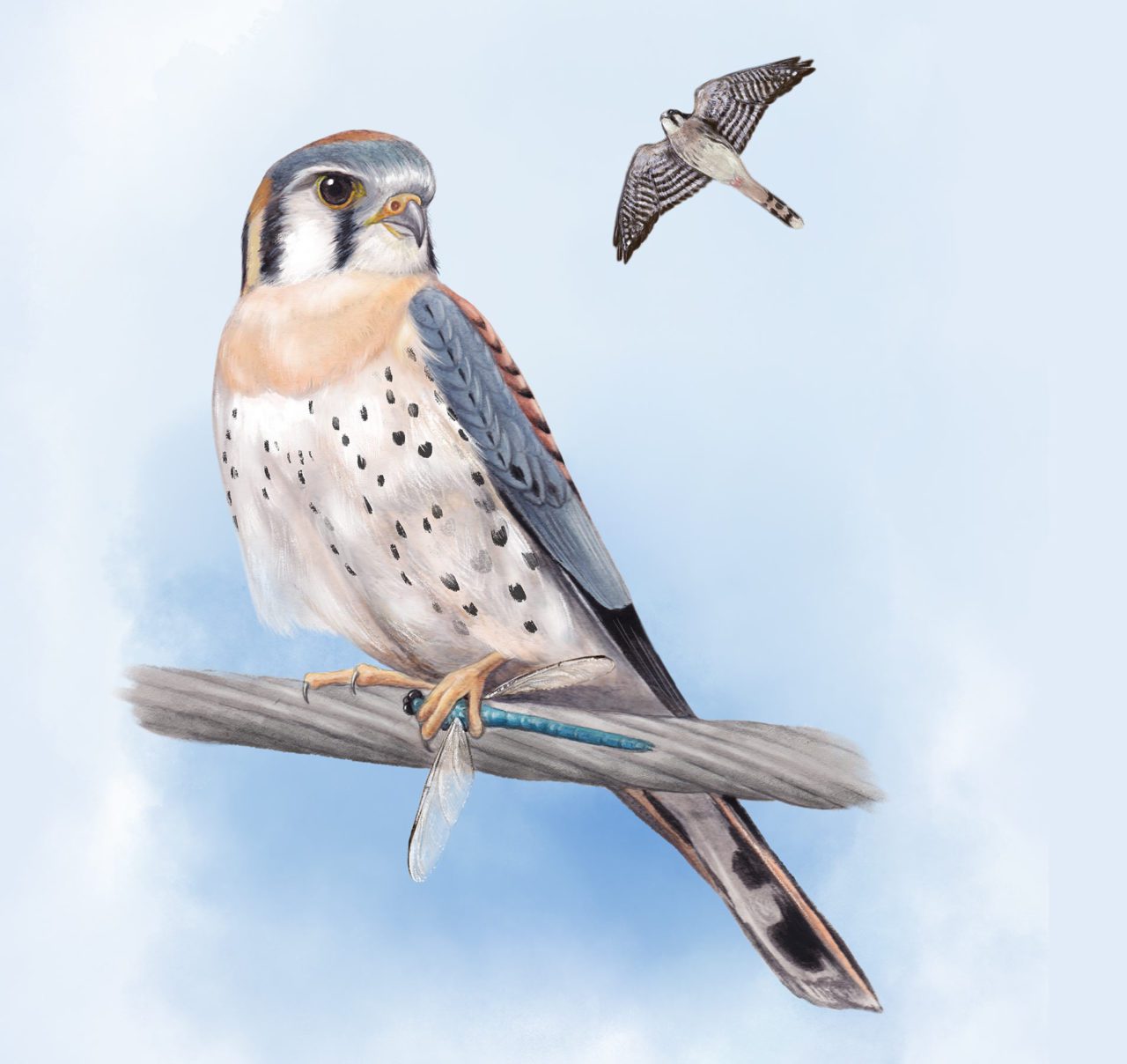 American Kestrel illustration by Jillian Ditner