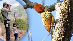 Alex Mesquita, ebirder of the month, Kaempfer's Woodpecker via ML