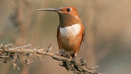 Adult male Allen’s Hummingbird of the resident subspecies, San Clemente Island, CA. Photo by Brian Sullivan.