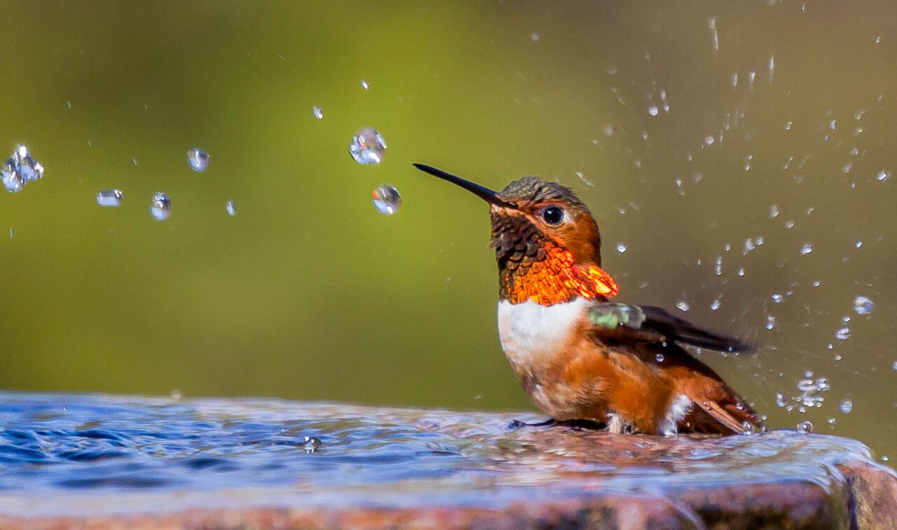 A small bird with a brilliant orange iridescent neck splashes in a birdbath.