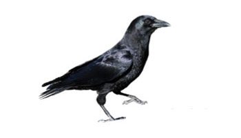 american crow