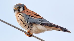 American Kestrel by Ted Schroeder