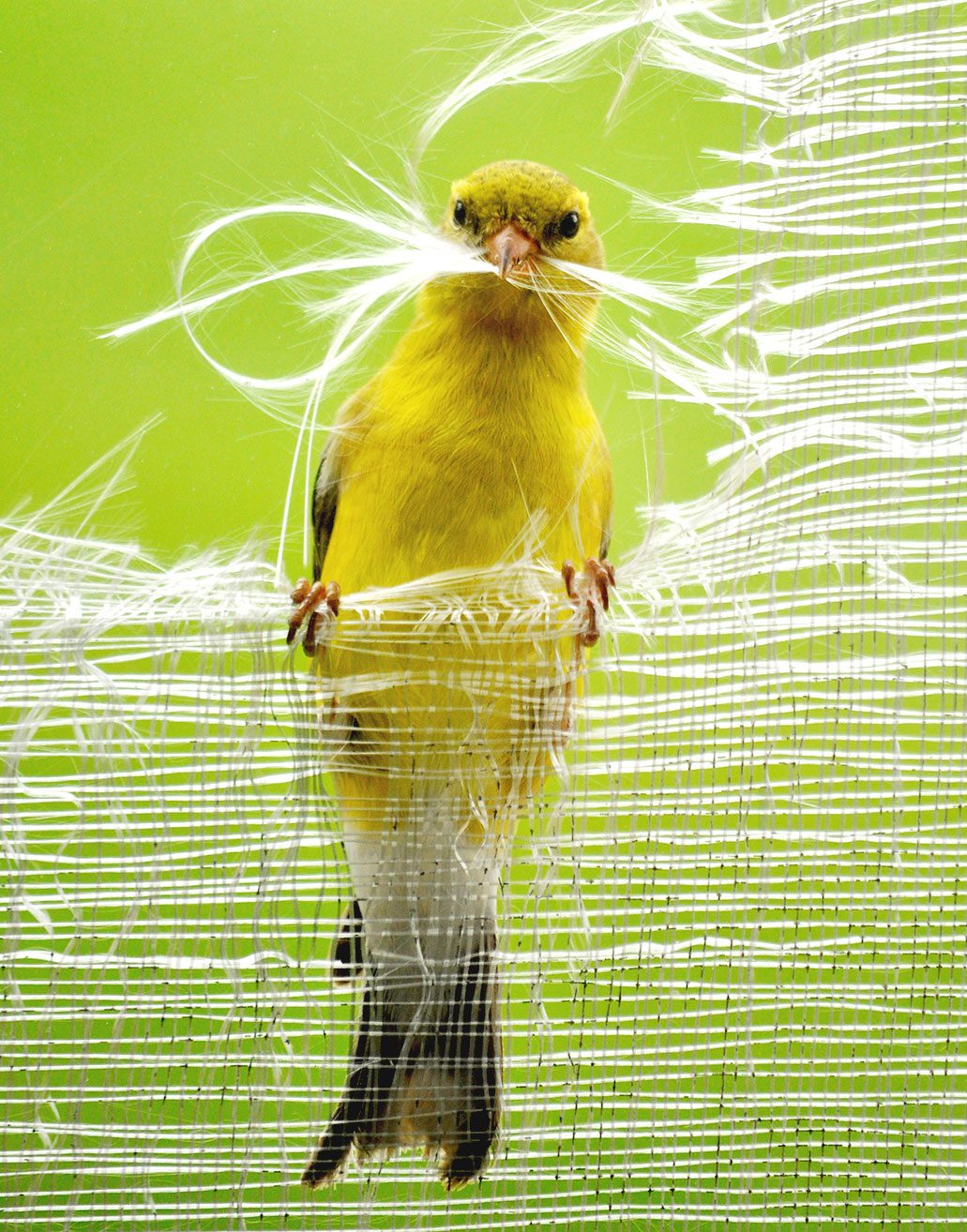 Yellow bird perching on torn white screening, with some screening gathered in its mouth.