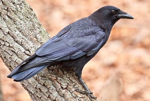 American Crow