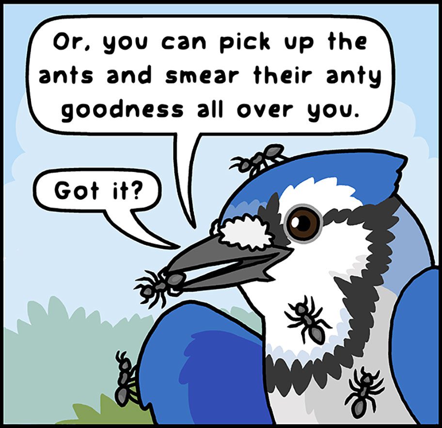 Illustration of a blue and white bird with ants on it, saying: "Or, you can pick up the ants and smear their anty goodness all over you. Got it?"