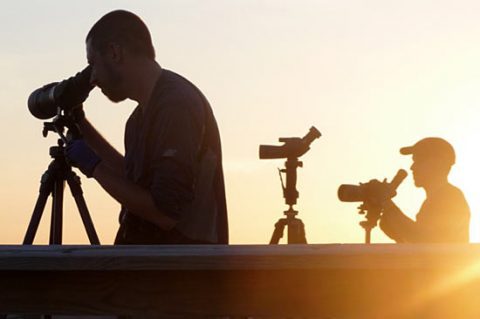 World Series of Birding