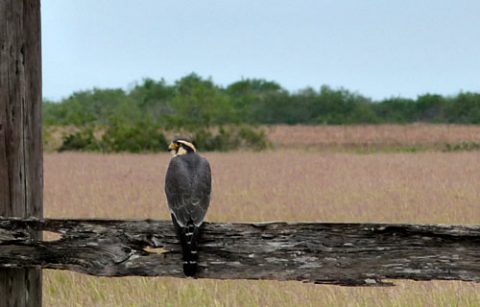 Aplomado Falcon