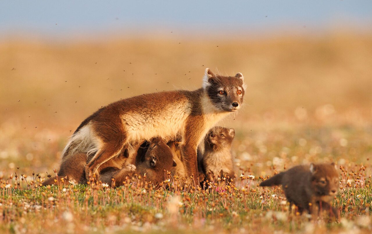 A mother fox and her kits.