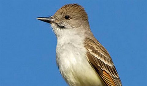 ash-throated flycatcher by ned harris