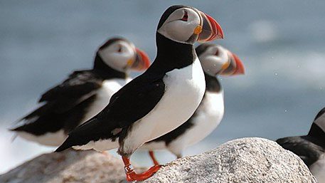 Atlantic Puffins. Credit: Bill Scholtz.