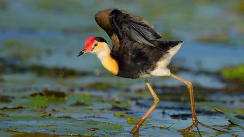 A waterbird of Australia's Northern Territory by Marie Read