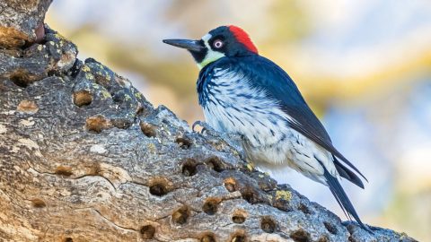 Acorn Woodpecker at a granary tree. Photo by Todd Steckel via Birdshare.