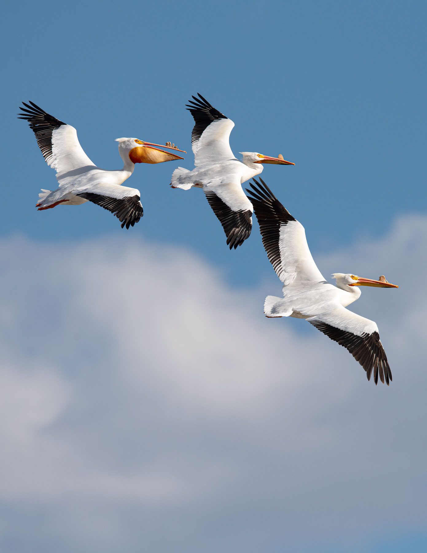 American White Pelican by Gerrit Vyn.