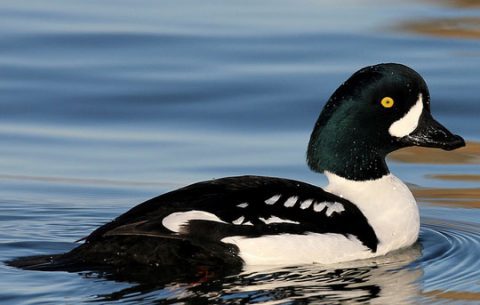 barrow's goldeneye by nick dean