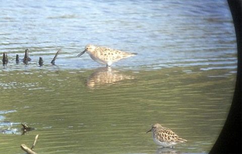 Baird's Sandpiper