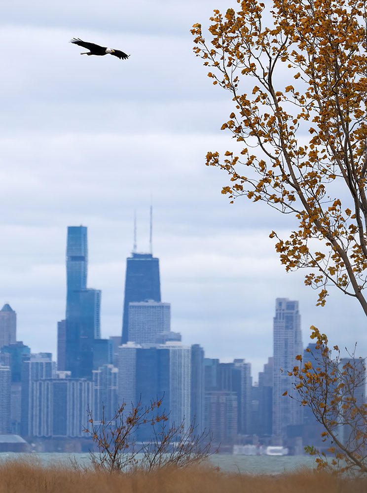 A large bird flying with city background.