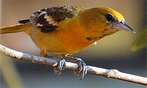 baltimore oriole immature male