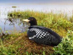 Black and white bird with a big pale yellow bill and red eye, sits in the grass next to a lake.