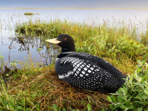 Black and white bird with a big pale yellow bill and red eye, sits in the grass next to a lake.