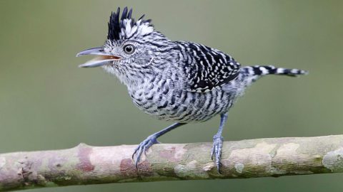 Barred Antishrike by Peter Hawrylyshyn/Macaulay Library