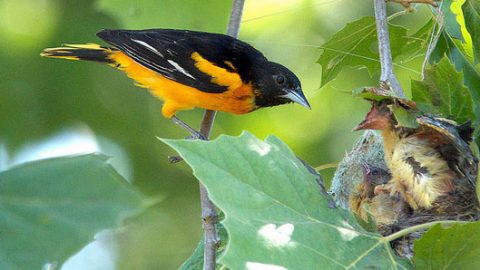 baltimore oriole nest by Dave Wendelken