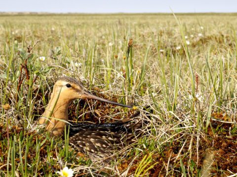 A brown-patterned bird with a long bill sits in the high grass.