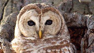 Barred Owl by Kenneth Cantley