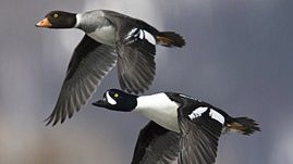 Barrow's Goldeneye