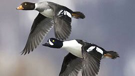 Barrow's Goldeneye pair in flight