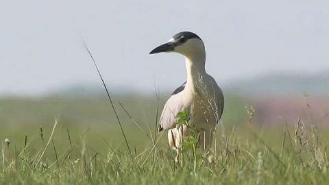 Black-crowned Night Heron during Texas Big Day 2012