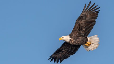 Bald Eagle by Mason Maron/Macaulay Library.