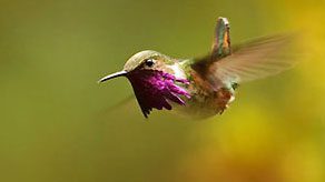 Bee Hummingbird