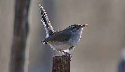 bewicks wren by tripp davenport