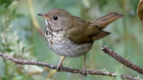 Bicknell's Thrush by Jim Tietz/Macaulay Library