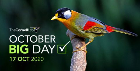 Global Big Day 2020, Silver-eared Mesia by Luke Seitz/Macaulay Library.