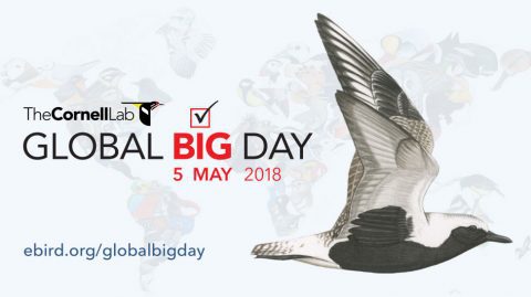 Global Big Day 2018