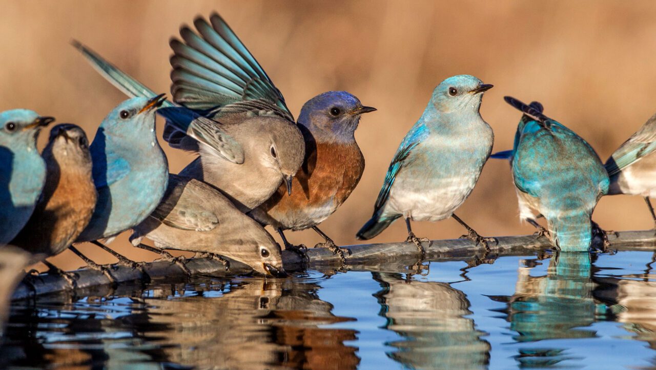 blue birds line up at a birdbath