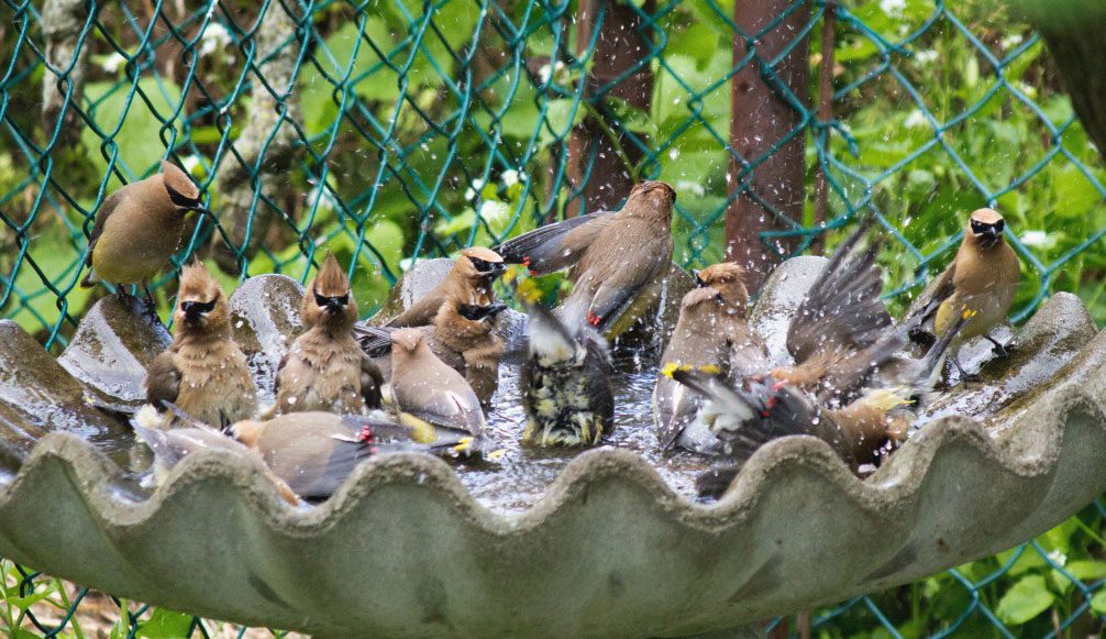 Brown birds with a black mask splash around a birdbath.