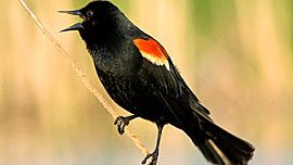 Red-winged Blackbird singing