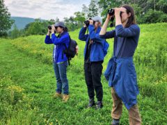 Three birdwatchers scan a view with binoculars.