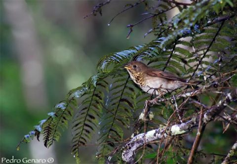 Bicknell's Thrush