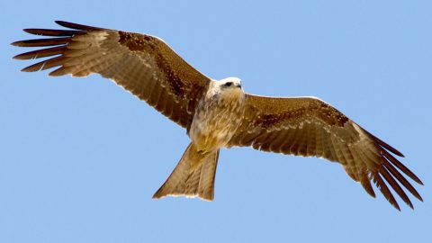 Black Kite by Brian Sullivan/Macaulay Library, ML34010151