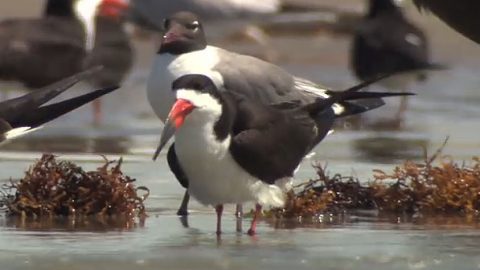 Black Skimmer