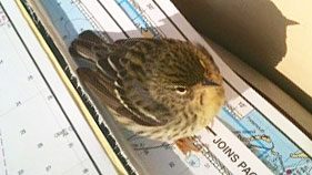 Blackpoll Warbler, photo by Jaye Lunsford